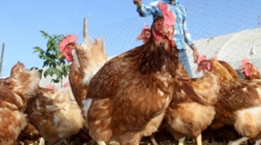 Genç girişimci, kentlere köy yumurtası satıyor