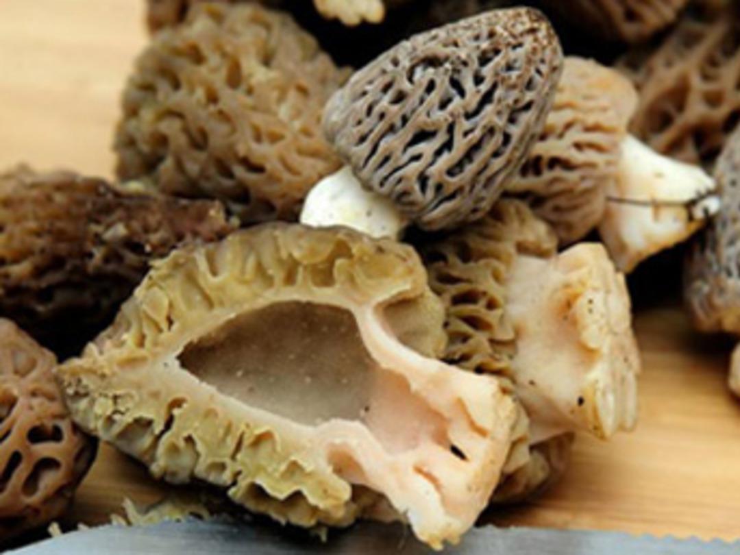 Kuzu G&ouml;beği &uuml;retip Avrupa'ya ihra&ccedil; ediliyorlar