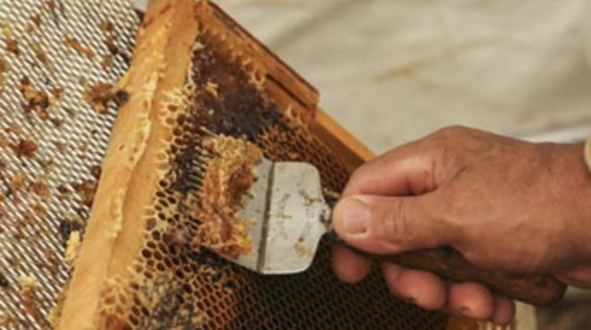 Kestane balı üreticinin yüzünü güldürdü