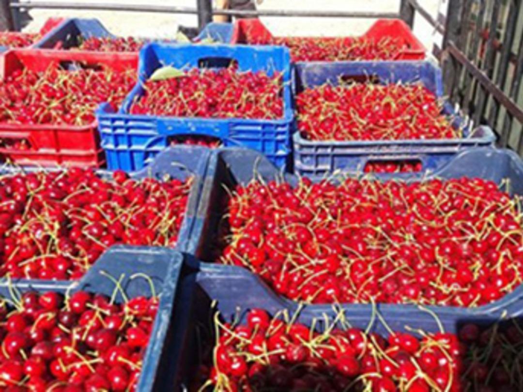 İngiliz Kraliyet ailesinin ilgi g&ouml;sterdiği &Ccedil;ığşar kirazının hasadı başladı