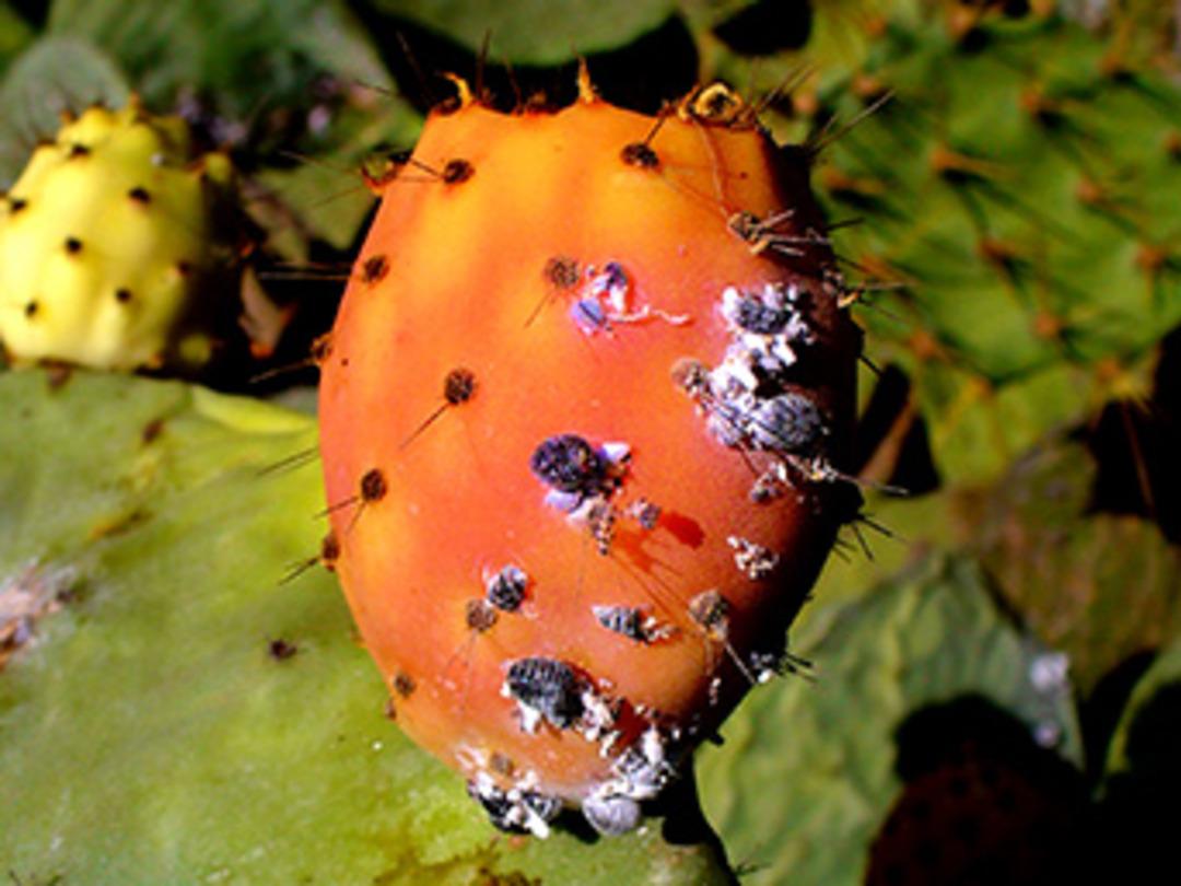 Atıktan &Ccedil;ıkan Altın