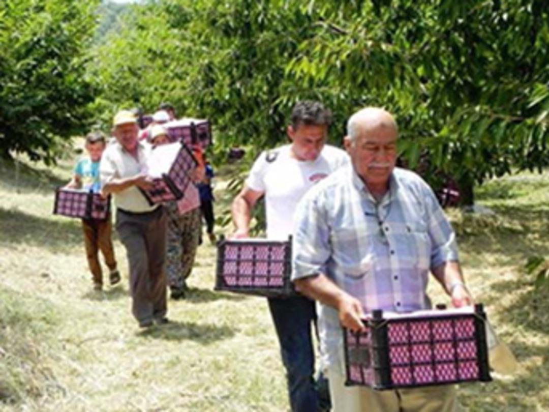 Ovacıklı kiraz &uuml;reticisi altın yılında