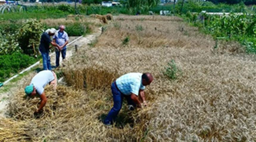 Kent Bostanları buğday ambarı gibi
