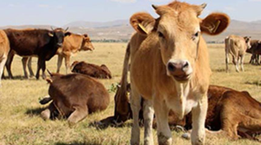 Kurbanlık fiyatları yükselecek
