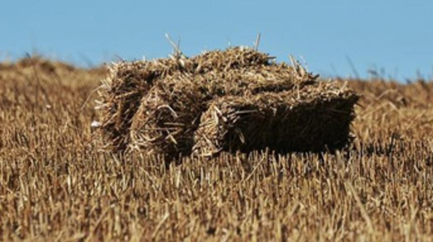 Saman fiyatları arpa ve buğdaya yaklaştı