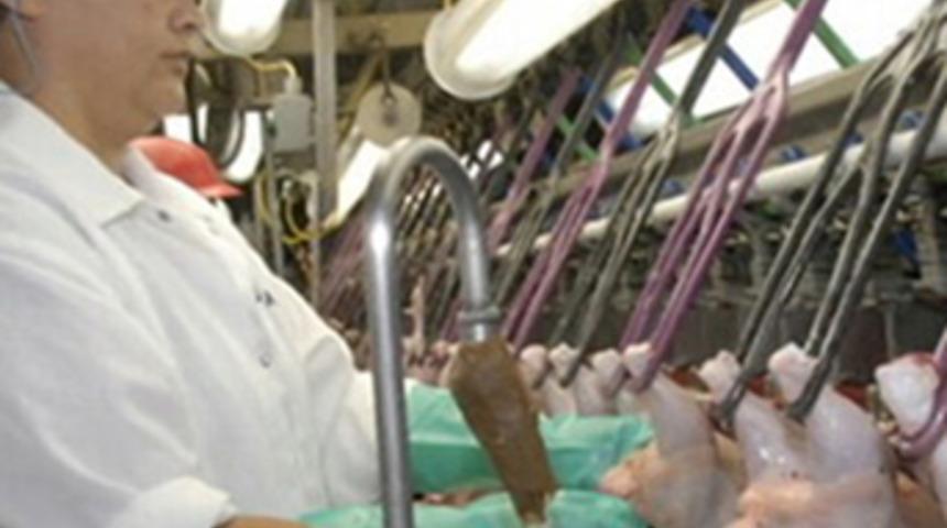 Piliç’te dışa bağımlılık ortadan kaldırıldı