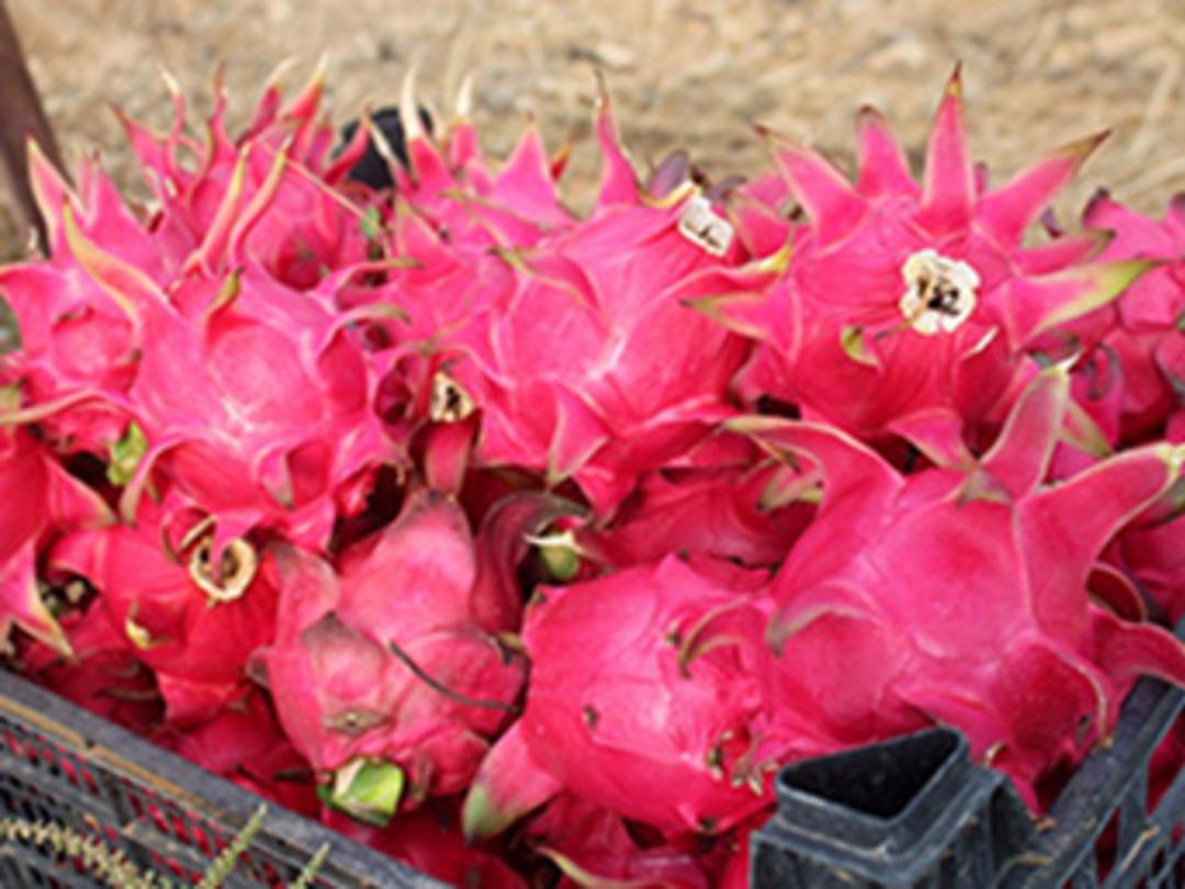 Ejder meyvesinin tanesi 15 lira