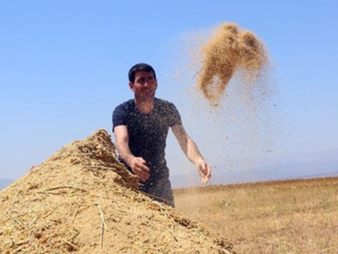 Astronotların Besin Kaynağı 'Kinoa'nın İlk Hasadı Yapıldı