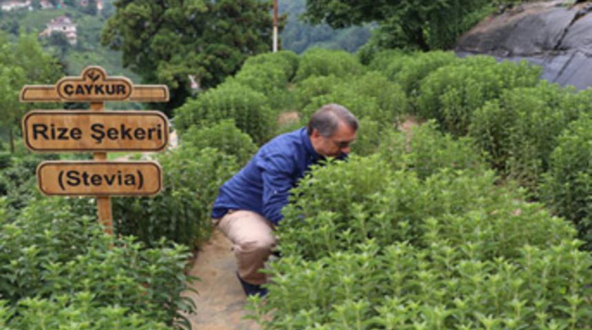Rize Şekeri 'stevia'nın ilk hasadı yapıldı
