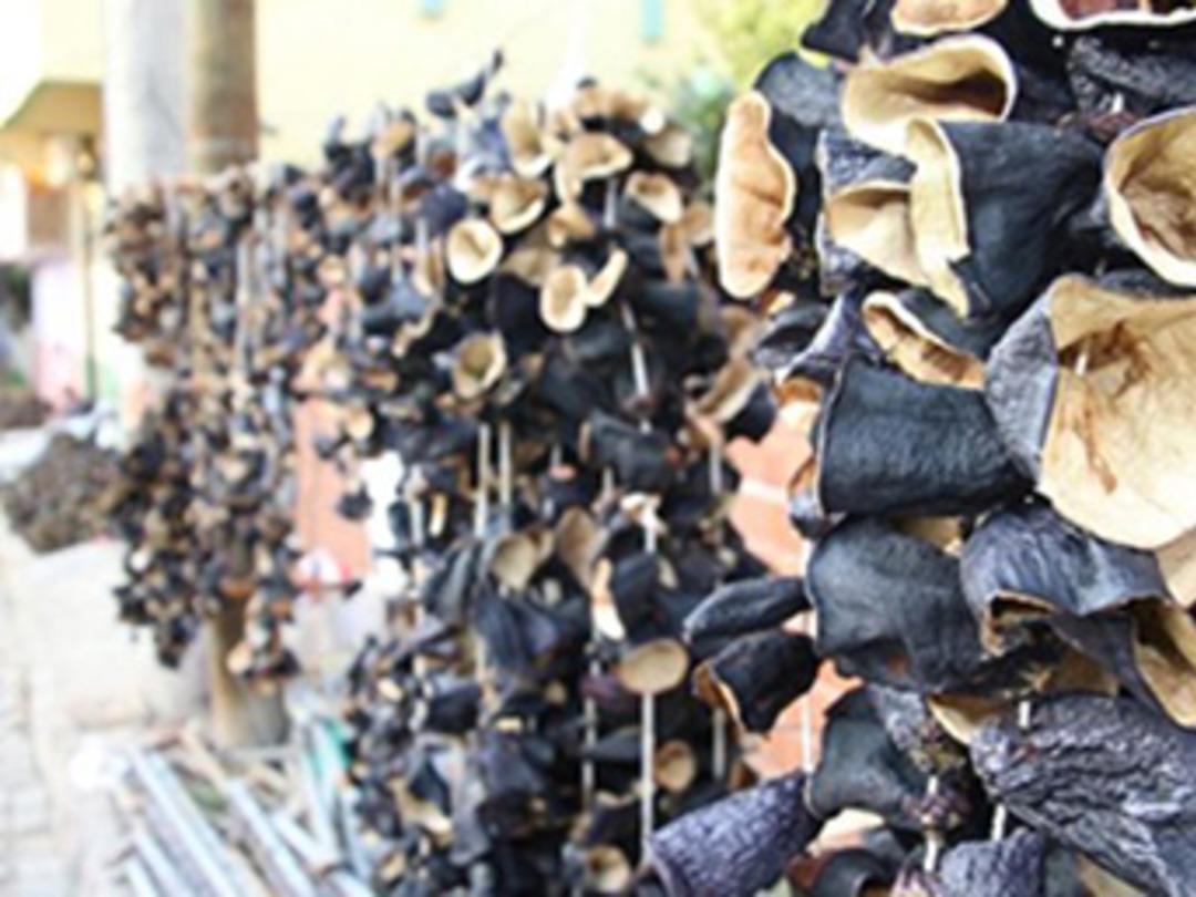 Amerika&rsquo;nın &lsquo;Silikon Vadisi&rsquo;ne Nazilli'den rakip: Patlıcan Vadisi