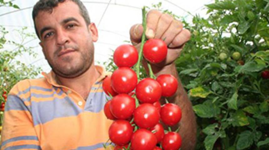 Mersin'in çeri domatesi kazandırıyor