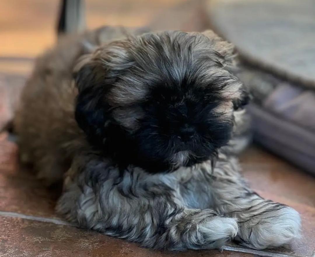 &Ouml;len k&ouml;peğini klonlattı! 2.1 milyon lira harcadı ama pişman oldu 2