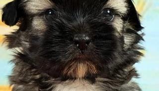 &Ouml;len k&ouml;peğini klonlattı! 2.1 milyon harcadı ama pişman oldu