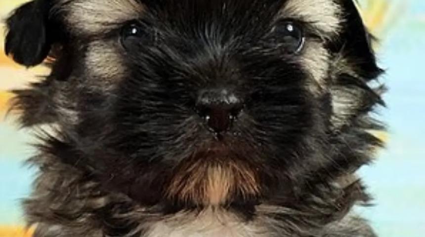 &Ouml;len k&ouml;peğini klonlattı! 2.1 milyon lira harcadı ama pişman oldu