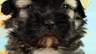 Ölen köpeğini klonlattı! 2.1 milyon lira harcadı ama pişman oldu