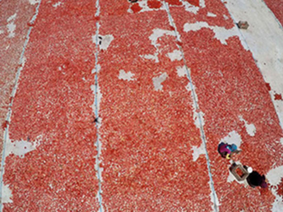 Torbalı ovasından d&uuml;nyaya kurutulmuş domates