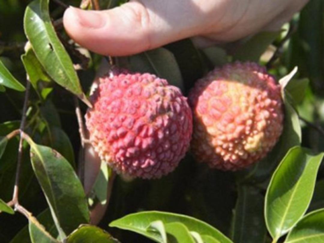 T&uuml;rkiye'nin tropik bah&ccedil;esi Gazipaşa