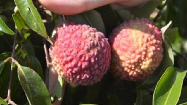 Türkiye'nin tropik bahçesi Gazipaşa