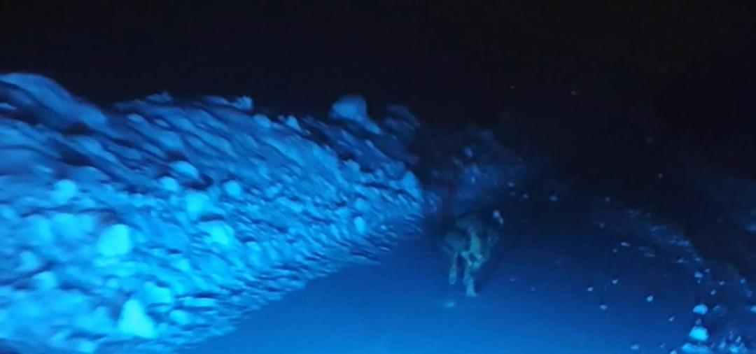 Muş ta g&ouml;r&uuml;nt&uuml;lemek istedikleri kurdun saldırısından b&ouml;yle kurtuldular! 3