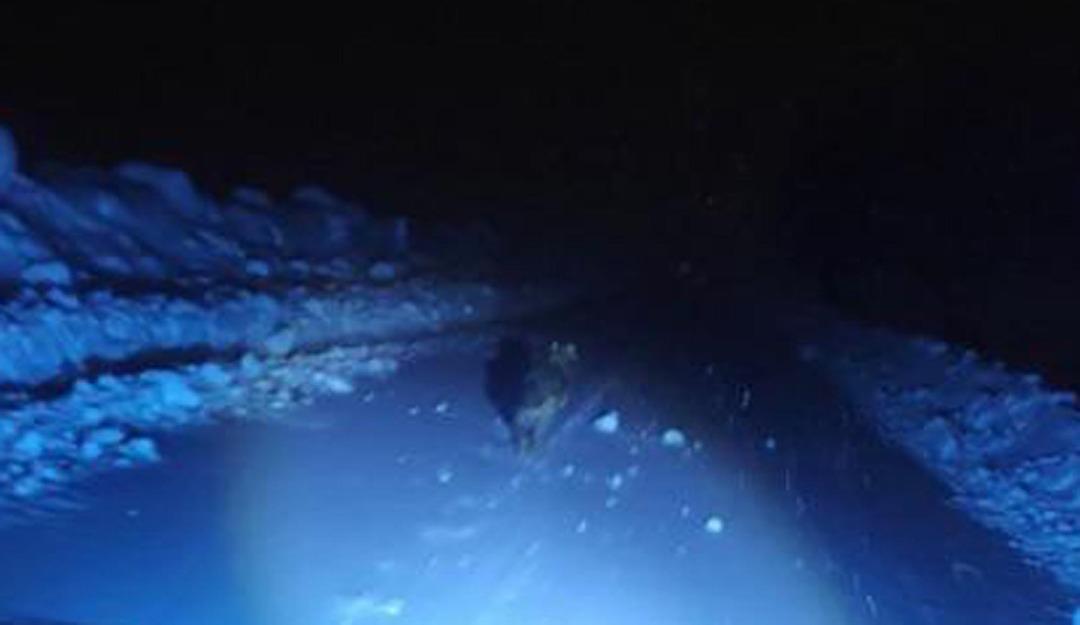 Muş ta g&ouml;r&uuml;nt&uuml;lemek istedikleri kurdun saldırısından b&ouml;yle kurtuldular! 1