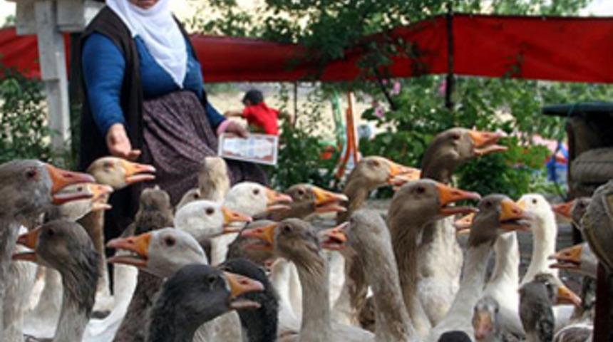 63 yaşında kaz yetiştiriciliğine başladı