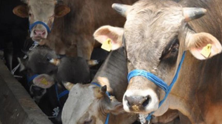 'Kurban fiyatları geçen seneyi geçmeyecek'