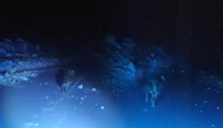 Muşt'ta g&ouml;r&uuml;nt&uuml;lemek istedikleri kurdun saldırısından b&ouml;yle  kurtuldular!