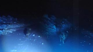 Muş'ta görüntülemek istedikleri kurdun saldırısından böyle kurtuldular!