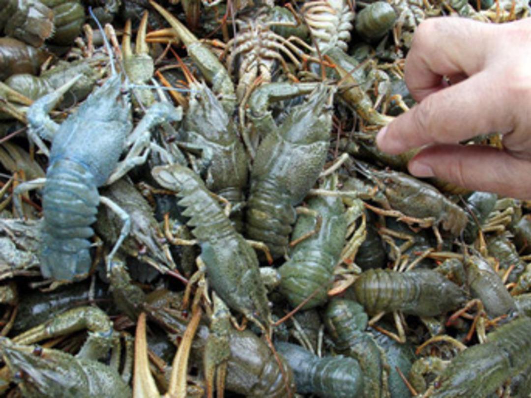 Denizsiz kentin 'ıstakozu' k&ouml;yl&uuml;n&uuml;n ge&ccedil;im kaynağı oldu