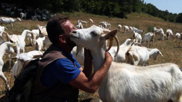 Eşinin mehir altınıyla başladığı işinde 170 keçilik sürüsü oldu