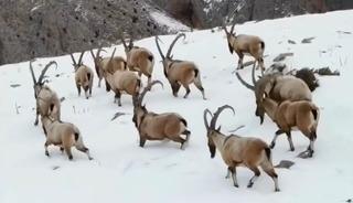 Yer: Niğde! Yaban dağ ke&ccedil;ileri g&ouml;r&uuml;nt&uuml;lendi! 