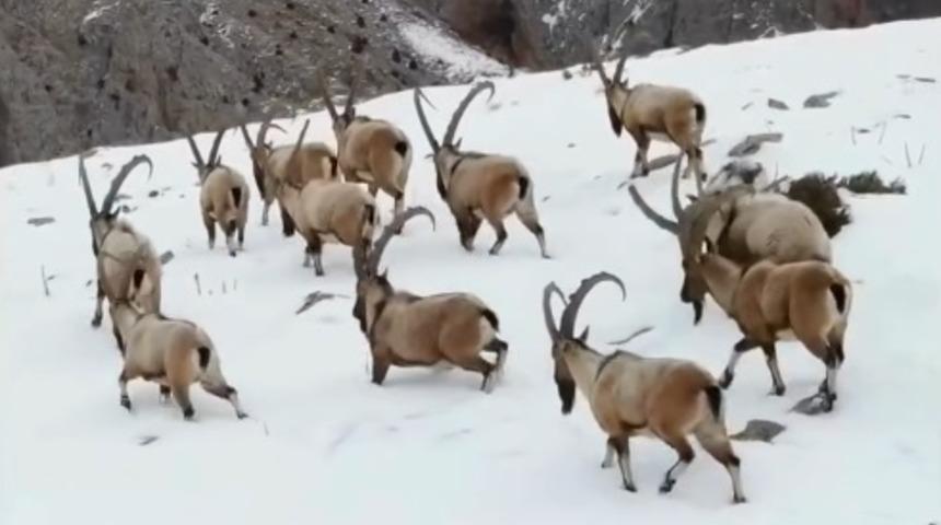 Yer: Niğde! Yaban dağ ke&ccedil;ileri g&ouml;r&uuml;nt&uuml;lendi! 