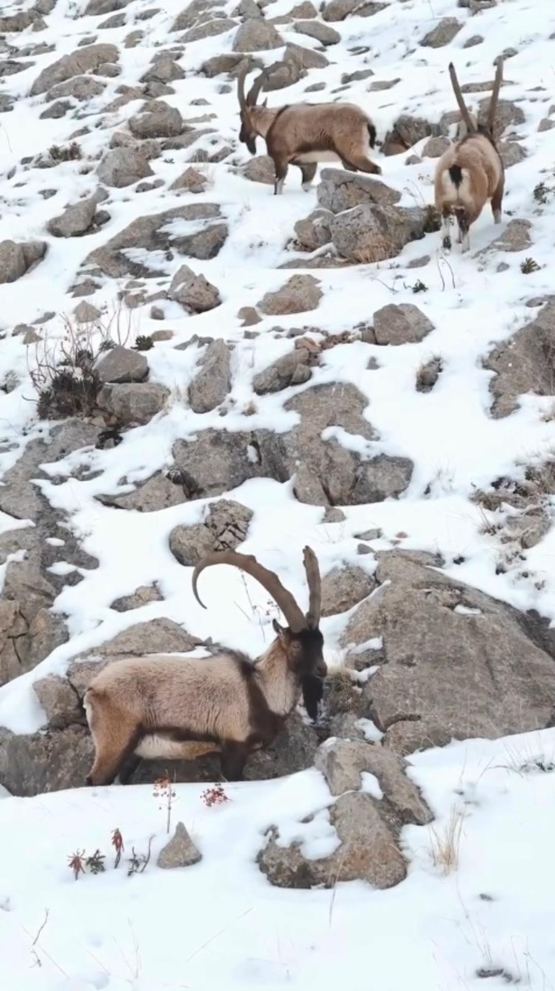 Yer: Niğde! Yaban dağ ke&ccedil;ileri g&ouml;r&uuml;nt&uuml;lendi!  1