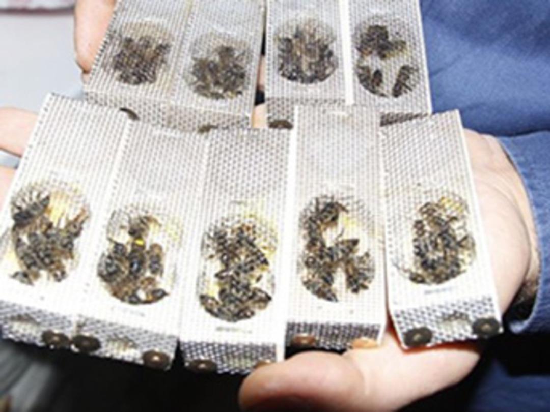 Arıcılıkta iki ay &ccedil;alışarak 100 bin TL kazanmak m&uuml;mk&uuml;n