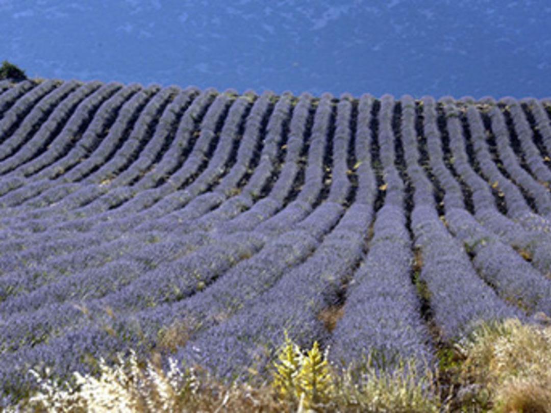 Lavantanın ekonomiye katkısı 5 milyon lira