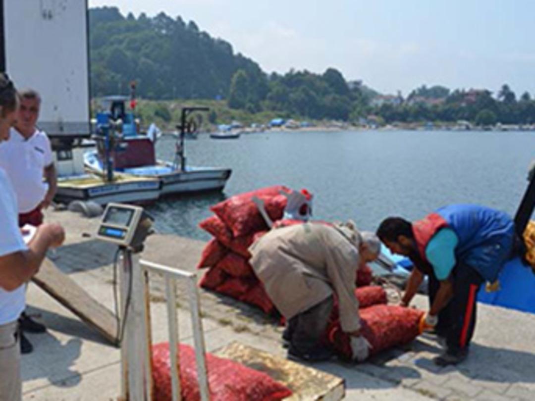Karadeniz'in dibinden toplayıp d&uuml;nyaya satıyorlar