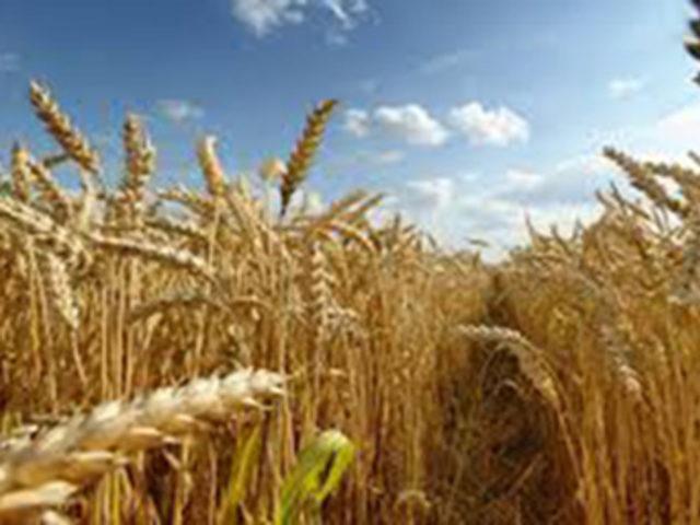 Türkiye, Ukrayna'dan buğday tohumu ithal etmeye başlıyor