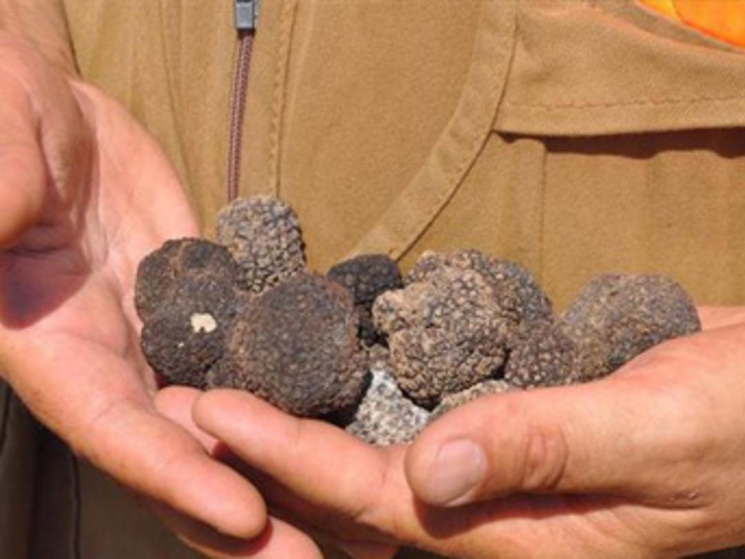 &Ouml;zel eğitimli k&ouml;peklerle tr&uuml;f mantarı arıyorlar