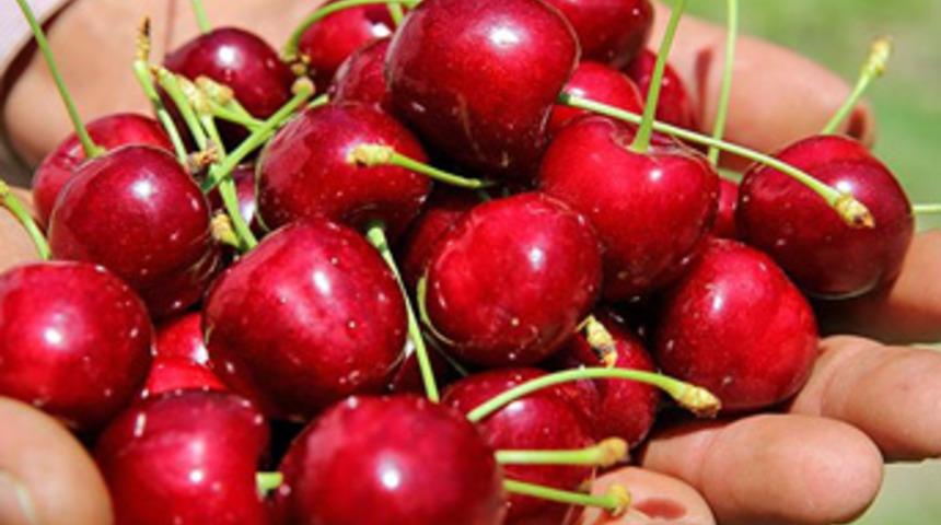 'Türk kirazı' Çin kapısından girdi