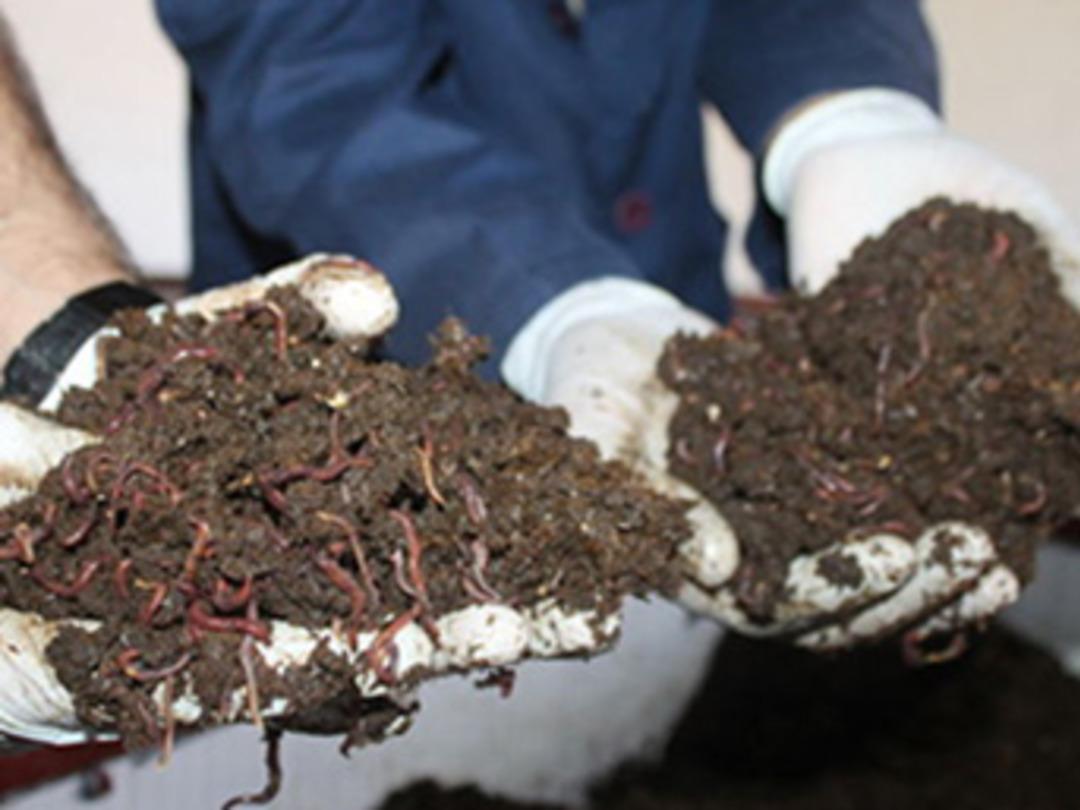 200 bin solucanla &uuml;retime başladı, 10 ayda 2 milyon solucana ulaştı