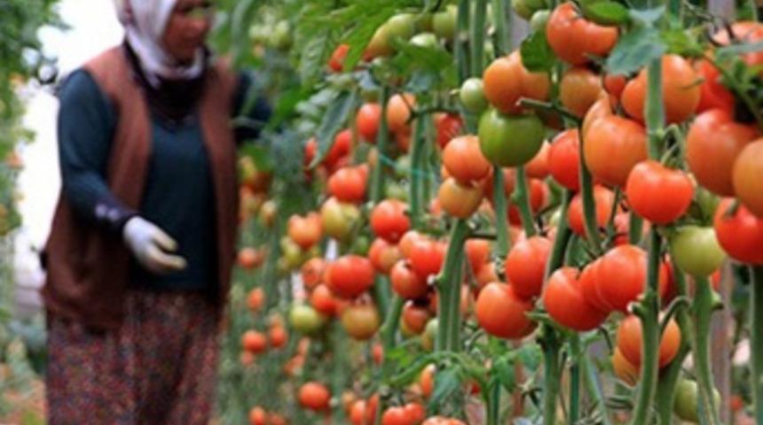 Domatesin kilosu tarlada 35-40 kuruşa kadar düştü