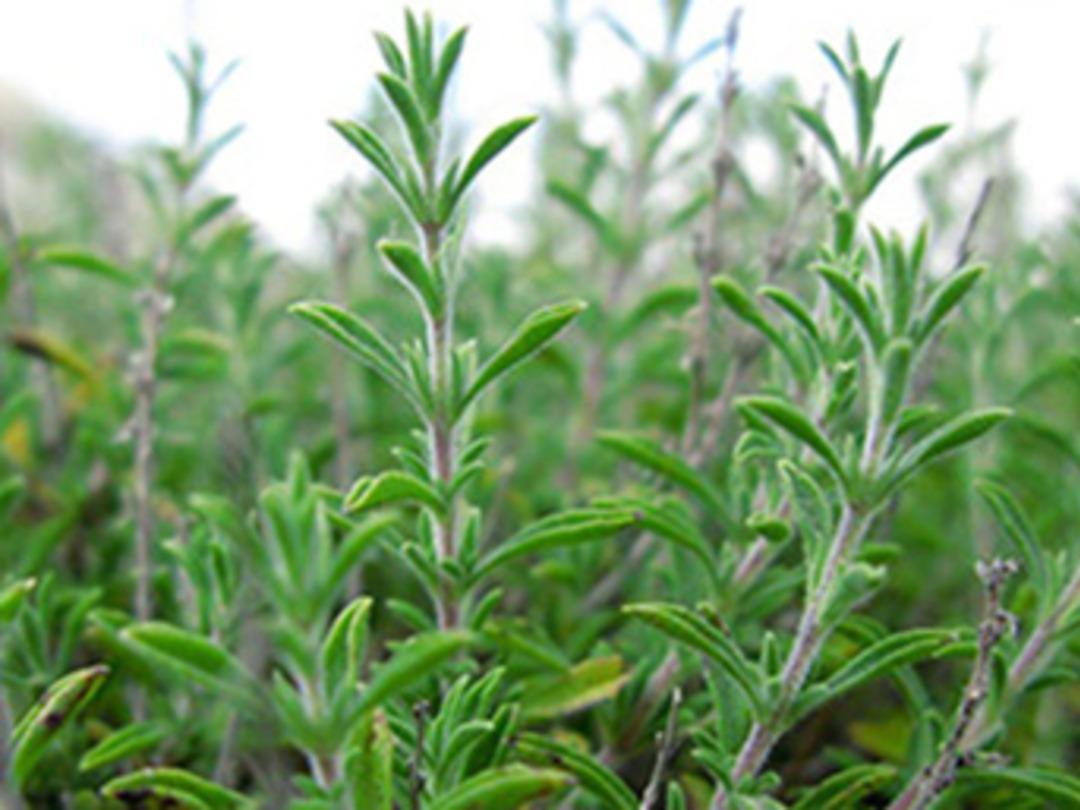 Kekik toplamak asgari &uuml;cretten fazla kazandırıyor