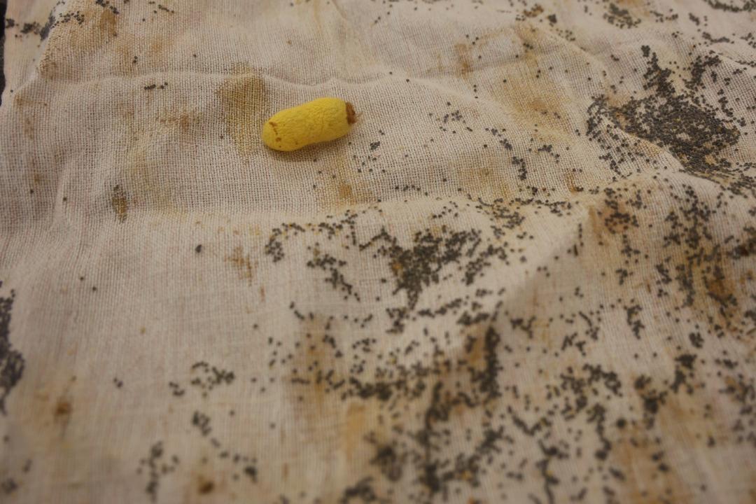 Tescilli Hatay Sarısı&rsquo;nı yok olmaktan kurtardı: "Yaşayan İnsan Hazinesi" se&ccedil;ildi 2