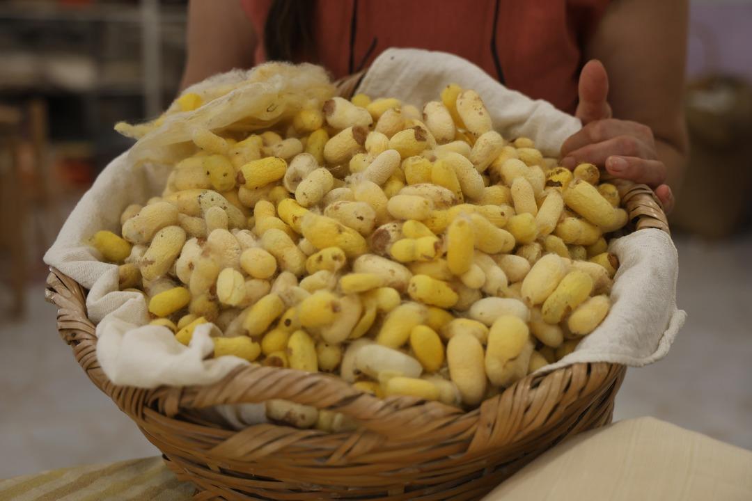 Tescilli Hatay Sarısı&rsquo;nı yok olmaktan kurtardı: "Yaşayan İnsan Hazinesi" se&ccedil;ildi 5
