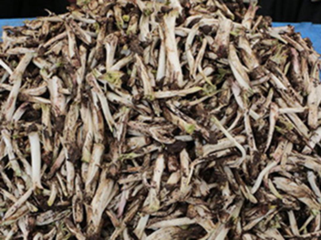 Kenger sakızının kilosu 600 TL'den satılıyor