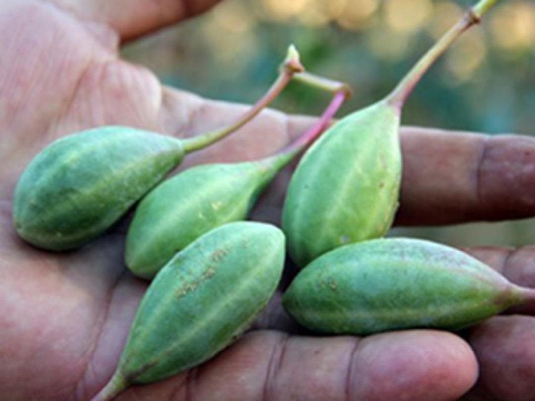 Kapari bitkisi ge&ccedil;im kaynağı oldu