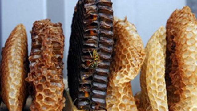 Adıyaman Gevender Balı markalaşıyor