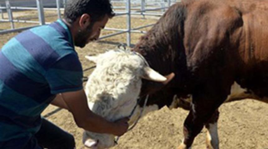 Bakan Fakıbaba'dan kurbanlık alımında 2. gün önerisi