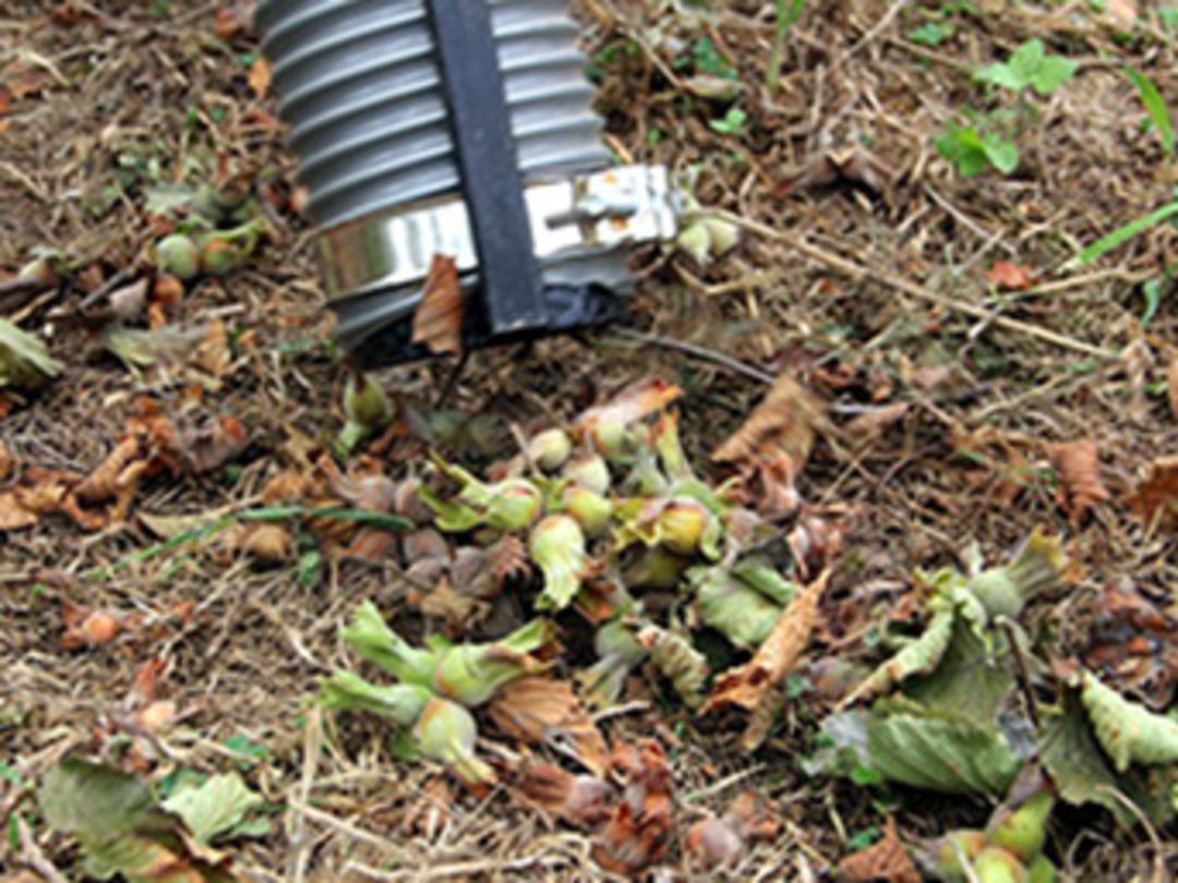 Fındıkta maliyeti d&uuml;ş&uuml;rmek i&ccedil;in makine tasarladı