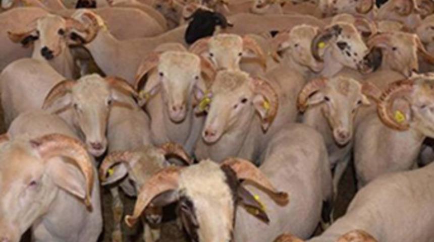Fiyatlar düştü, kurbanlıklar gene de elde kaldı